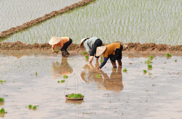 SRI Boosts Rice Production in Vietnam