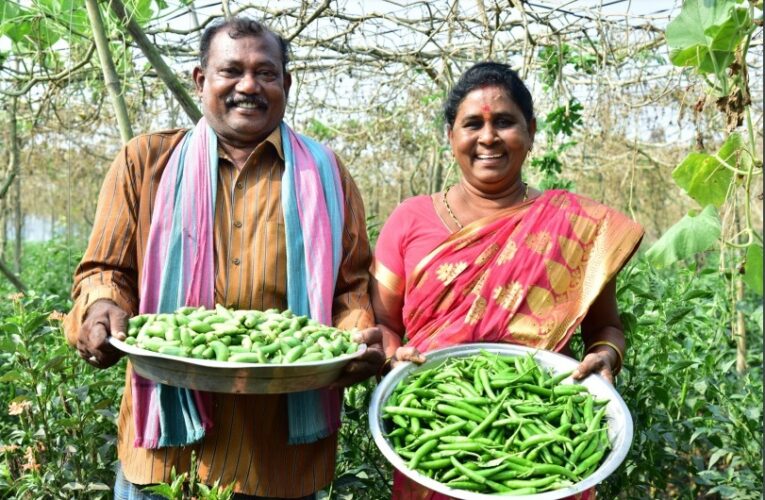 Community-Managed Natural Farming of Andhra Pradesh, India