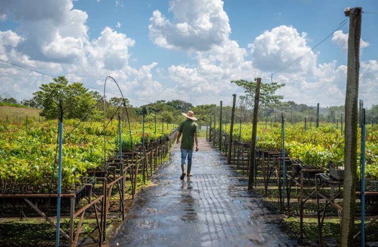 The Restoration of South American Forests