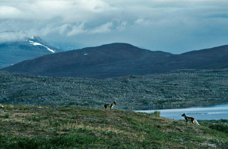 The Successful Breeding of the Arctic Fox in Finland