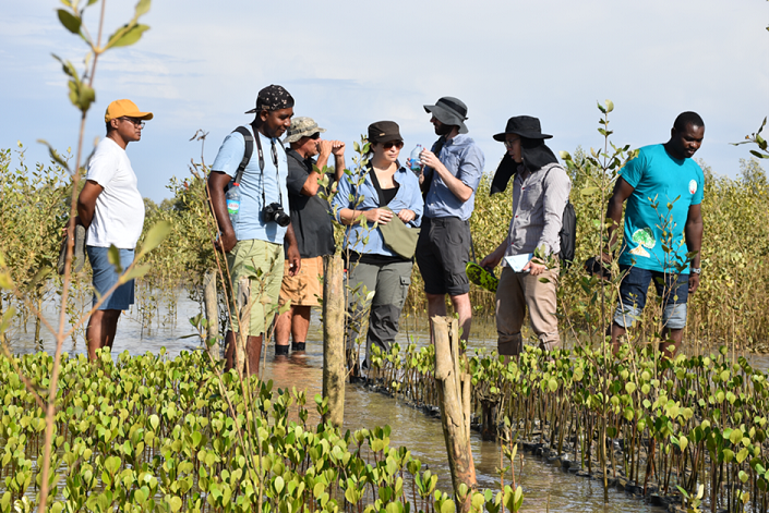 Mangrove Restoration Project Reaches 90 Percent Survival Rate