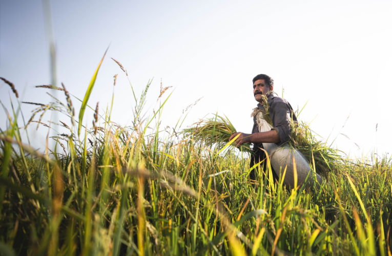 Farmers in Two Indian States to Get Carbon Credit for Sustainable Agri-practices