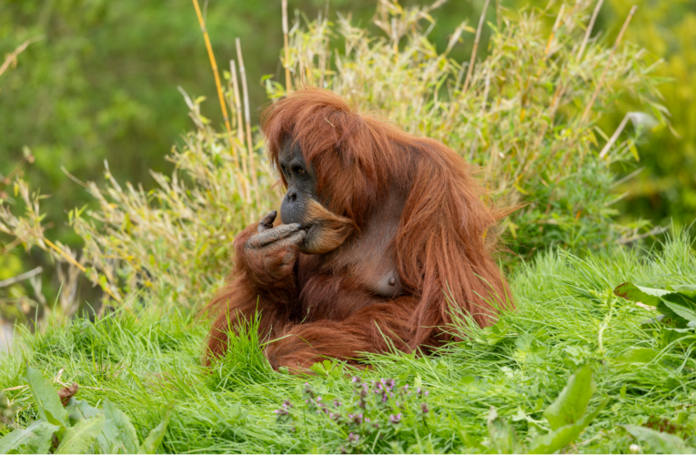 Saving Orangutans